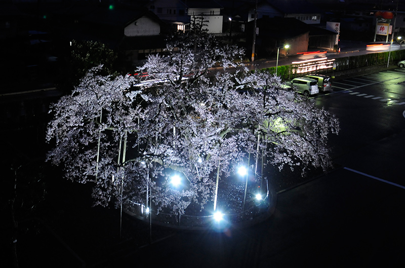 レシップのうすずみ桜