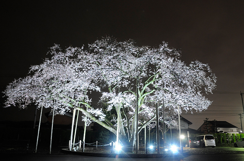 レシップのうすずみ桜