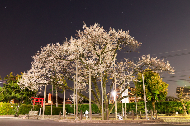 レシップのうすずみ桜